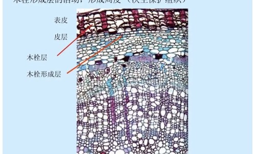 安化黑砖茶的功效网- 安化黑砖茶的功效与作用知识,分享安化黑茶的功效作用与主治