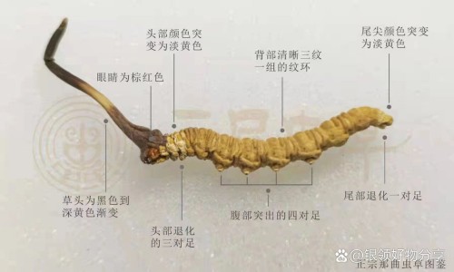 安化黑砖茶的功效网- 安化黑砖茶的功效与作用知识,分享安化黑茶的功效作用与主治