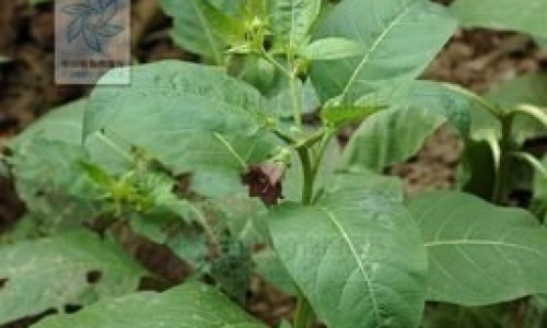 安化黑砖茶的功效与作用-安化黑砖茶的功效网- 安化黑砖茶的功效与作用知识,分享安化黑茶的功效作用与主治